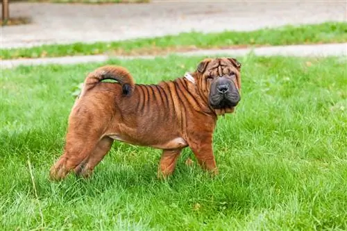 Chow Pei (Shar Pei & Chow Chow Mix): Pictures, Guide, Info, Care & More