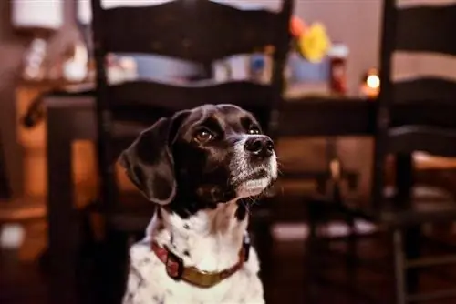 Boingle (Beagle & mješavina njemačkih kratkodlakih pokazivača): slike, informacije, njega & Više