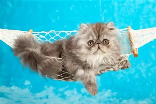 Bugün Yapabileceğiniz 8 Harika Kendin Yap Dikişsiz Kedi Hamak Modeli ve Planı (Resimlerle)