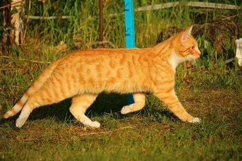 Txiv kab ntxwv Bengal Cat: Qhov Tseeb, Keeb Kwm & Keeb Kwm (nrog duab)