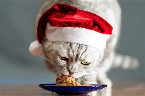 Mèo có ăn nhiều thức ăn hơn vào mùa đông không? Họ có cần thêm calo không?