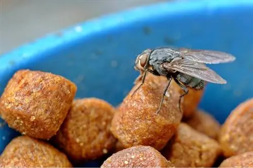 Hur man håller flugor borta från kattmat (5 enkla tips)