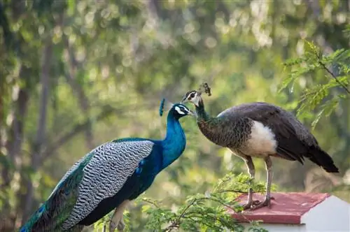 طاووس چگونه جفت می شود؟ (و آداب جفت گیری آنها)