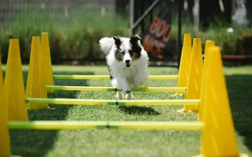 10 mest populære idretter for hunder: morsomme aktiviteter dere begge vil like
