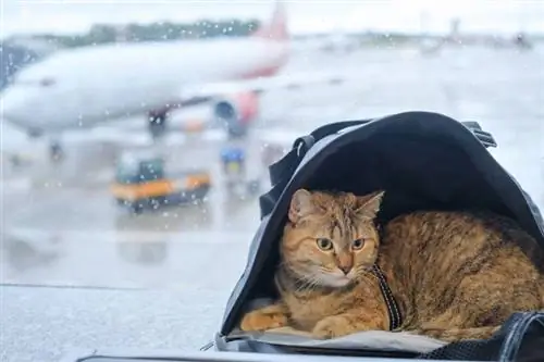 6 DIY Cat Carrier Plans ที่คุณทำได้วันนี้ (พร้อมรูปภาพ)