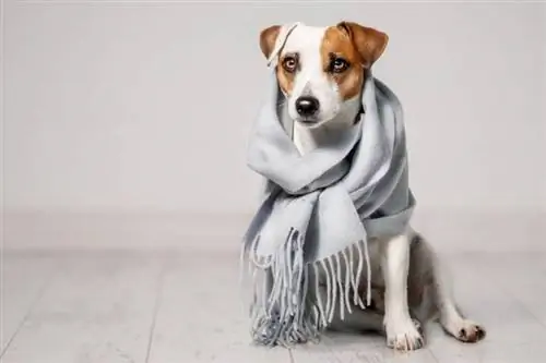 5 DIY Dog Thundershirts du kan lave derhjemme i dag (med billeder)