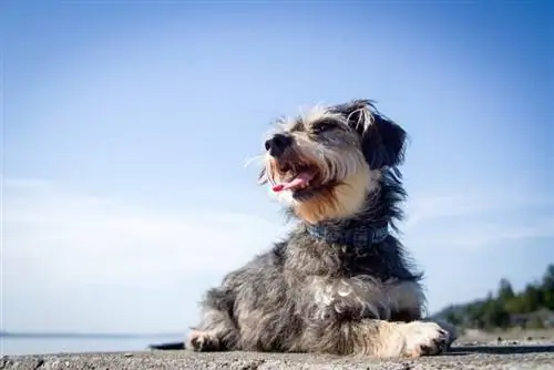 Miniboz (Miniature Schnauzer & Boston Terrier Mix): ინფორმაცია, სურათები, მოვლა & მეტი