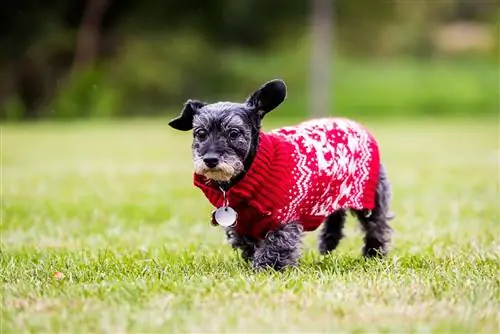 Race de chien Schnoxie miniature : photos, guide, informations, soins & Plus