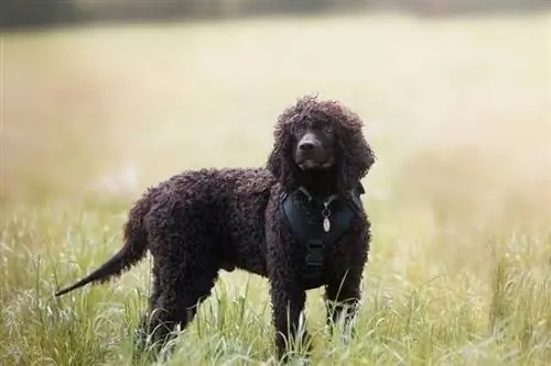 Raça de cão Spaniel de água irlandesa: fotos, guia, informações, cuidados & Mais