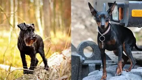 Pasma psov miniaturni šnavpin: slike, vodnik, informacije, nega & Več