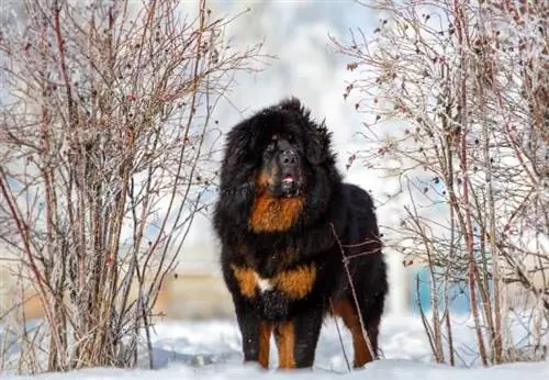 Horský mastif (bernský salašnícky pes & Mix mastifov): Obrázky, sprievodca, informácie, starostlivosť & Viac