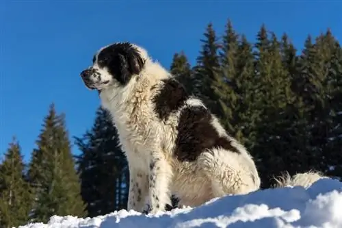 Bukovina Sheepdog: Rasguide, info, bilder, skötsel & Mer