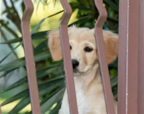8 stvari, ki jih morate upoštevati pri nakupu ograje za svojega psa – kaj morate vedeti