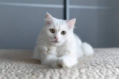 10 Ras Kucing Terburuk untuk Pemilik Pertama Kali (dengan Gambar)