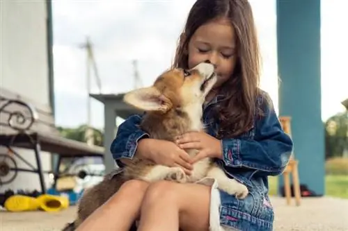 Любят ли корги обниматься больше, чем другие собаки? Интересный ответ