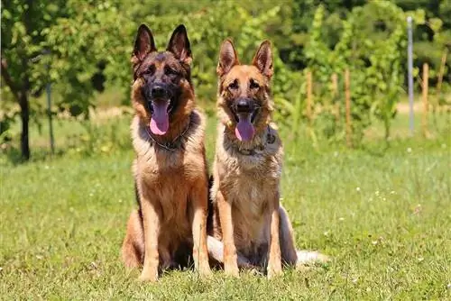 10 Pinakamahusay na Collar para sa German Shepherds noong 2023 – Mga Review & Mga Nangungunang Pinili