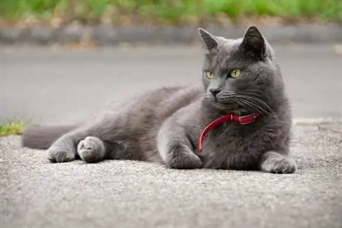 Hoće li umirujuća ogrlica raditi za mačku? Šta treba da znate