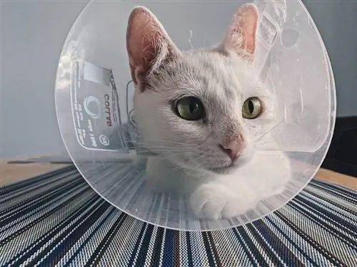 10 mejores collares de cono para gatos (collares electrónicos) en 2023 – Reseñas & Las mejores selecciones