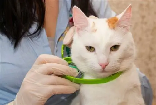 9 Pinakamahusay na Flea Collar para sa Mga Pusa noong 2023 – Mga Review & Mga Nangungunang Pinili