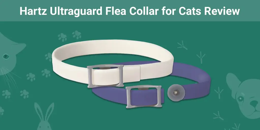 Obroża przeciw pchłom Hartz Ultraguard dla kotów Recenzja 2023: Plusy, minusy & Werdykt