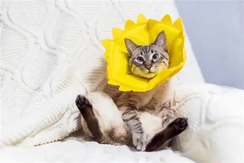 6 fantastiska DIY Cat Cone-halsband du kan göra hemma (med bilder)