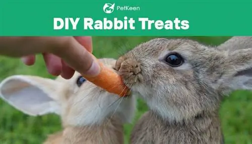 10 guloseimas caseiras para coelhos que você pode fazer em casa (com fotos)