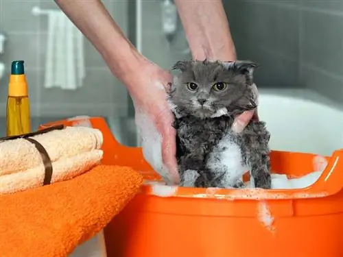 5 DIY Cat Shampoos - Kev daws teeb meem hauv tsev koj tuaj yeem ua hnub no (nrog duab)