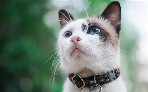 Vai ir kaņepju kaķu kaklasiksnas? Vēsture & Ietekme uz vidi