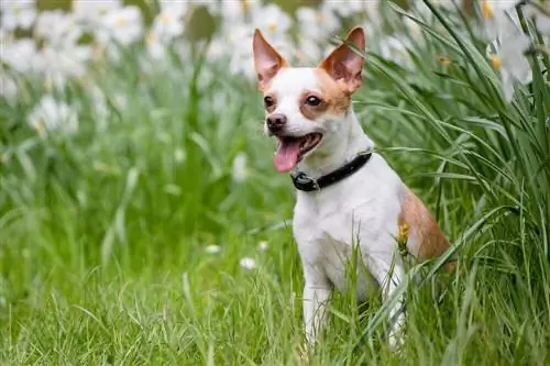 7 parimat keskkonnasõbralikku koera kaelarihma 2023. aastal – ülevaated & parimat valikut