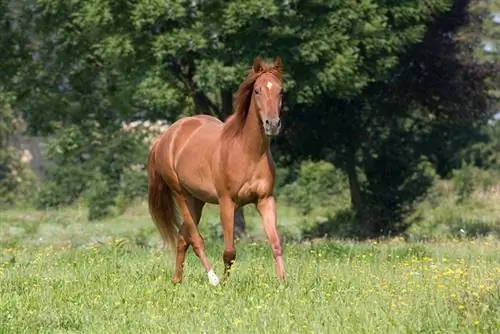 I cavalli domestici possono sopravvivere in natura? (Fatti esaminati dal veterinario)