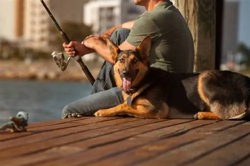 Com anar a pescar amb el vostre gos: precaucions de seguretat & Etiqueta