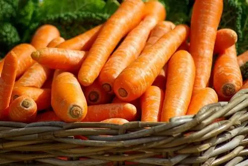 กระต่ายป่ากินแครอทจริงหรือ? มันดีสำหรับพวกเขา?
