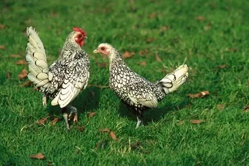 12 μικρές ράτσες κοτόπουλου (με εικόνες)