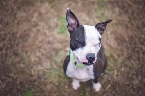 Bostonas bulterjera suņu šķirne: informācija, attēli & kopšanas ceļvedis