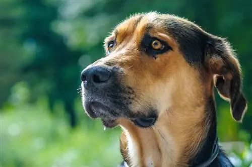 Razza di cane da pastore d'oro: immagini, informazioni, cura & Altro