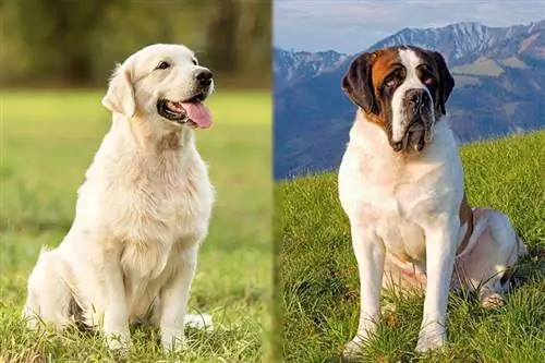 Golden Saint Dog Breed: Εικόνες, Οδηγός, Πληροφορίες, Φροντίδα & Περισσότερα