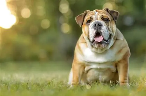 11 fascinerende engelsk bulldog-fakta, du behøver at vide