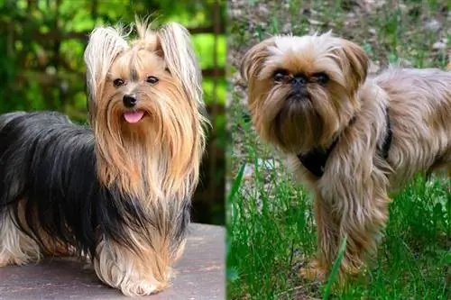 Griffonshire (Brussels Griffon & Yorkie Mix): Pictures, Guide, Info, Care & Дагы