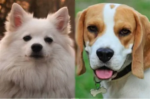 כלב נשר אמריקאי (ביגל & מיקס אסקימו אמריקאי): תמונות, מדריך, מידע & טיפול