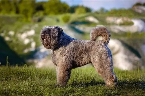 Порода кучета Bouvier des Flandres: Снимки, информация, грижи & Черти
