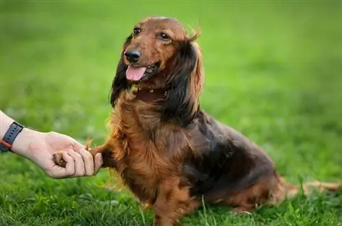 10 Lloje të ndryshme Dachshunds (me foto)