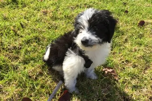 Bordoodle (Border Collie & Poodle Mix): Şəkillər, Bələdçi, Məlumat, Qulluq & Daha çox