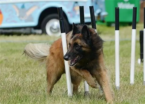 Dog Agility Training 101, & Sådan kommer du i gang (komplet vejledning)