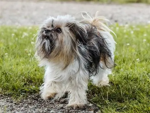 Els Shih Tzu borden molt? Quant & Com aturar-ho