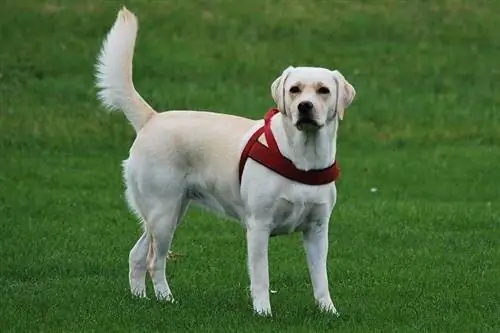 150+ Nombres de Labrador Retriever: Popular & Nombres de laboratorio únicos 2023