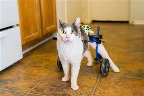 Kann sich eine Katze von einer Hinterbeinlähmung erholen? (Antwort des Tierarztes)
