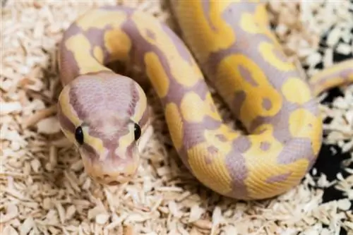 12 πιο ακριβά κατοικίδια φίδια στον κόσμο (με φωτογραφίες)