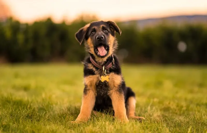 16 blogiausių šunų veislių pirmą kartą šunų savininkui (su nuotraukomis)