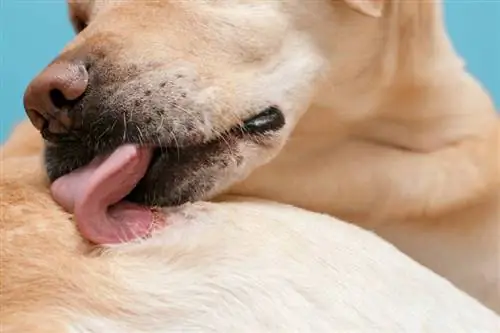 Hvorfor slikker hunde deres egne sår? Det interessante svar