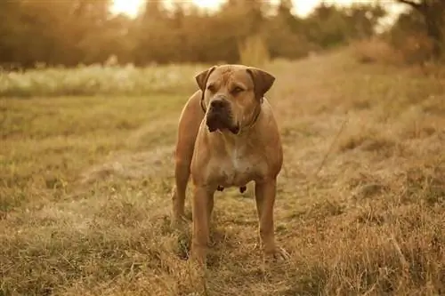 Boerboel šunų veislė: informacija, nuotraukos, priežiūros vadovas, bruožai & Daugiau